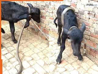 Sanp Ka Video: चुपके से आया और बछड़े से लिपट गया सांप, फिर झटके में दबोच ली गर्दन | देखें वीडियो