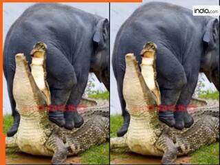 Hathi Ka Video: हाथी से पंगा लेकर बुरा फंसा मगरमच्छ, गजराज ने ऐसा सबक सिखाया जिंदगी में नहीं भूलेगा | देखें वीडियो