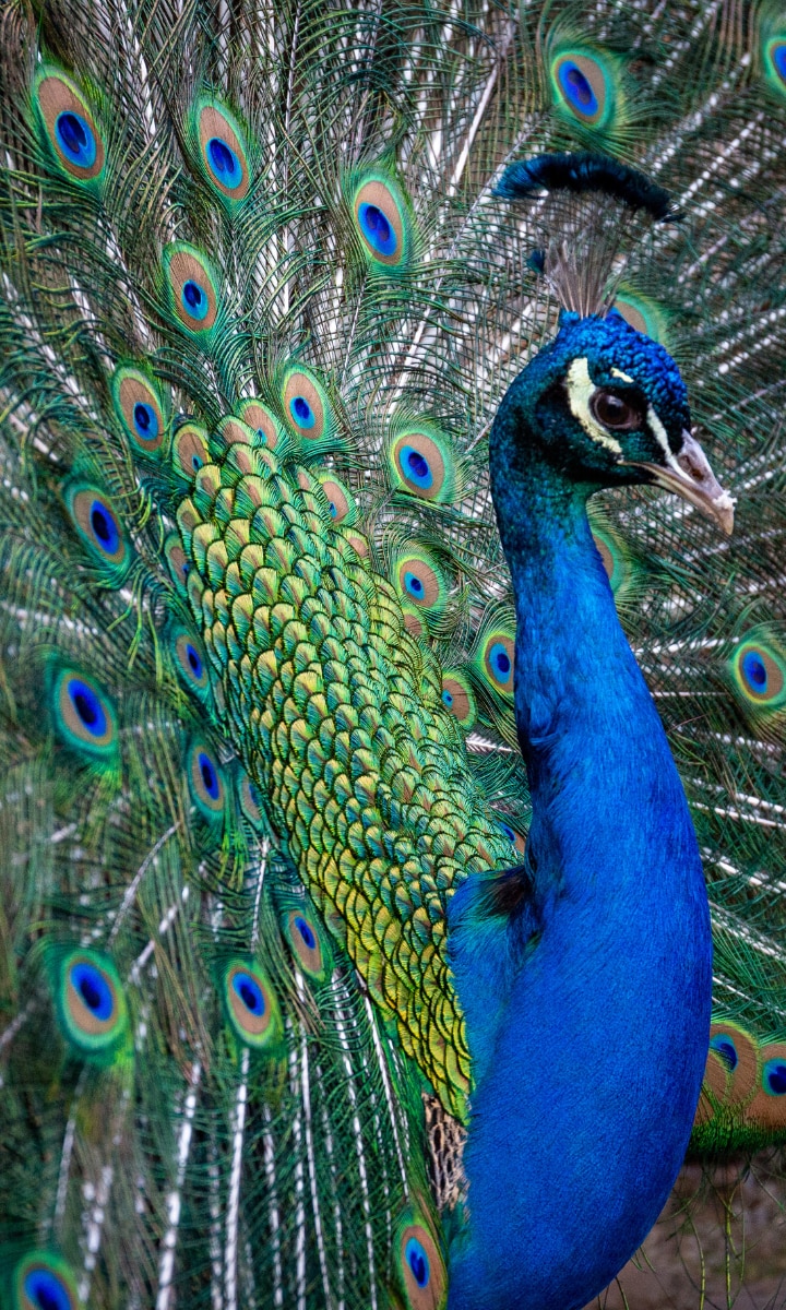 सपने में मोर दिखने का क्या मतलब होता है? जानिए शुभ या अशुभ!