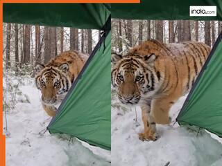 Bagh Ka Video: जंगल में लगे कैंप के पास चुपके से आ गया शिकारी बाघ, फिर जो हुआ आंखें फटी रह जाएंगी | देखें वीडियो