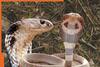 Indian cobra vs Chinese cobra: Main differences on basis of size, venom and..., most poisonous reptile is...
