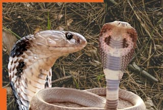 Indian cobra vs Chinese cobra: Main differences on basis of size, venom and..., most poisonous reptile is...