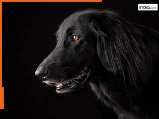 रात में कुत्ते का रोना क्यों माना जाता है अपशकुन! जानिए क्या कहता है ज्योतिष शास्त्र?