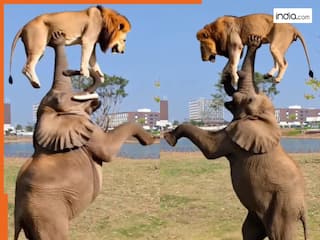 Hathi Ka Video: शेर को सूंड पर टांगकर नचाने लगा हाथी, जंगल के राजा की ऐसी हालत नहीं देखी होगी | देखें वीडियो