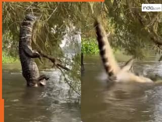 Magarmach Ka Video: पानी में मगरमच्छ पर ही हो गया हमला, अजगर ने ऐसा दबोचा सोच नहीं सकते | देखें वीडियो