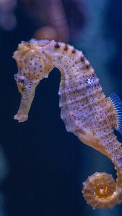 दुनिया का सबसे अनोखा पिता! खुद पैदा करता है बच्चा, नाम सुनकर दंग रह जाएंगे.