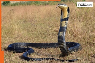 Meet world's most poisonous creature, it is not King Cobra or Black Mamba snake, the name is..., there is no ...