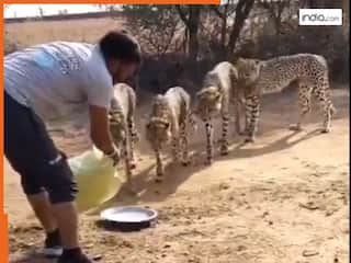 शख्स ने दिखाई हैरान कर देने वाली हिम्मत! 5 खतरनाक चीतों को पिलाया पानी, Viral हुआ चौंकाने वाला Video