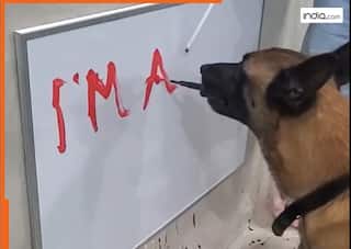 डॉगी ने किया ऐसा कारनामा कि देखता रह गया इंटरनेट! वाइटबोर्ड पर लिखते हुए वीडियो हुआ वायरल | देखें Video