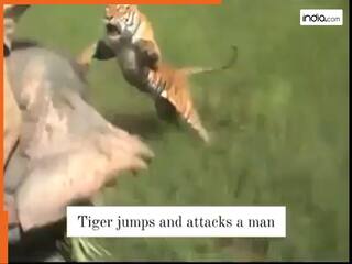 हाथी पर बैठा था शख्स, लेकिन बाघ ने हवा में लगाई छलांग और कर दिया हमला! देखें रोंगटे खड़े कर देने वाला Video