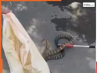 हरिद्वार में कोबरा के आतंक से मचा हड़कंप! रेस्क्यू टीम के भी छूटे पसीने, वीडियो देख आप भी हिल जाएंगे