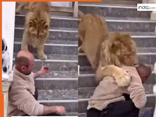 Sher Ka Video: शेर संग सेल्फी लेने गया था शख्स, मगर अगले ही सेकेंड आफत में पड़ गई जान | देखें वीडियो