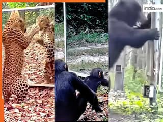 Wild Animal Video: क्या हुआ जब जानवरों ने पहली बार देखा अपना चेहरा, भालू ने तो गजब ही कर डाला | देखें वीडियो