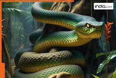 Meet Vasuki indicus, world's largest snake that was found in..., weight almost...