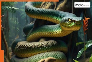 Meet Vasuki indicus, world's largest snake that was found in..., weight almost...