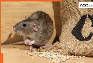 What is Hantavirus? The deadly virus that took lives in the U.S. including Gene Heckman's wife.