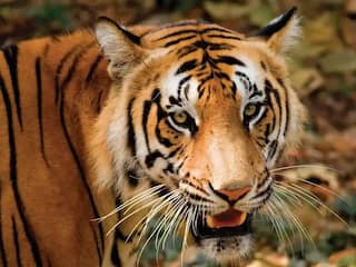 6 Ultimate Wildlife Safari Experience Near Thiruvananthapuram