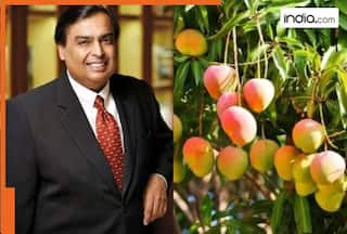 How Mukesh Ambani transformed 600 acres of barren lands in Jamnagar to became world's largest exporter of Mangoes