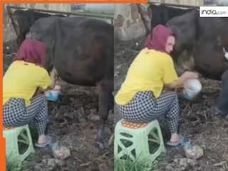 Ladki Ka Video: गाय का दूध निकालने पहुंच गई अंग्रेज लड़की, मगर जो हुआ बेचारी जिंदगी भर याद रखेगी | देखें वीडियो