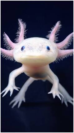 Animals that can survive without their heads