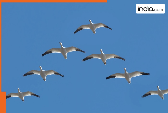 Birds fly in a V shape due to..., the reason will leave you stunned