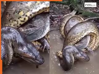 एनाकोंडा और मगरमच्छ की बीच हुआ महायुद्ध! मौत की इस लड़ाई का रोमांच देख कांप उठे लोग | देखें Video