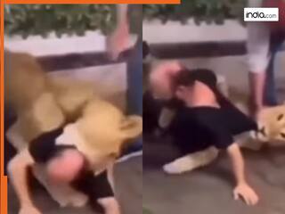 Sher Ka Video: कैमरे के सामने नाच रहा था शख्स, तभी दोस्त ने उठाकर शेर के सामने पटक दिया | देखें वीडियो