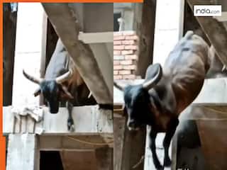 Wild Animal Video: जैसे-तैसे फर्स्ट फ्लोर पर चढ़ गया सांड, उतरने नहीं आया तो लगा दी छलांग | देखें वीडियो