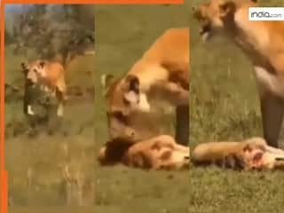 Sherni Ka Video: शिकार पर गई शेरनी के बच्चे को ही मार डाला, फिर जो हुआ हिल ना जाओ तो कहना | देखें वीडियो