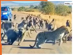 बंदर का शिकार करने की फिराक में था तेंदुआ, मगर वानरी सेना ने कर दिया बुरा हाल