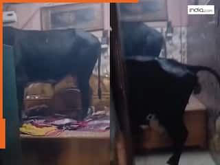 Video: घंटों तक घर की अलमारी में छिपी रही महिला, आवारा गाय और बैल ने बेडरूम पर किया कब्जा