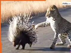 Wild Animal Video: साही को आसान शिकार समझने की गलती कर गया चीता, अटैक करते ही चुभो दिया कांटा | देखें वीडियो