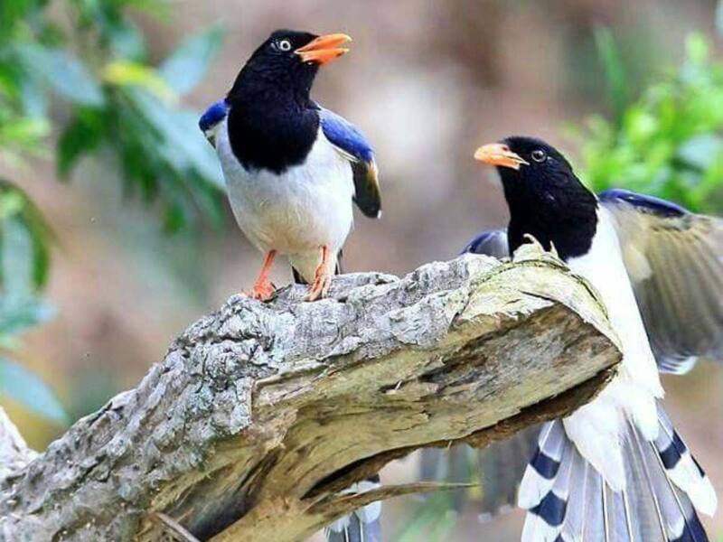 6 Unexpected Birdwatching Destinations In Shimla You Must Visit