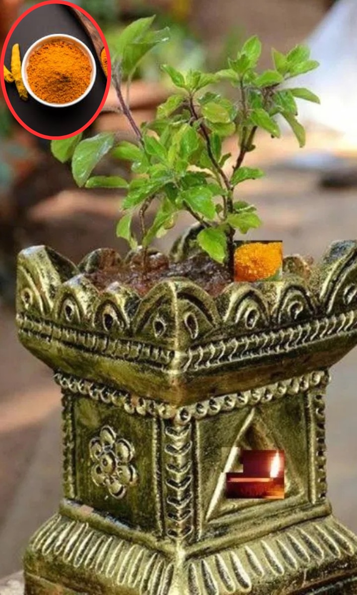 तुलसी में डाल दें ये 1 चीज, कभी नहीं होगी पैसों की कमी!