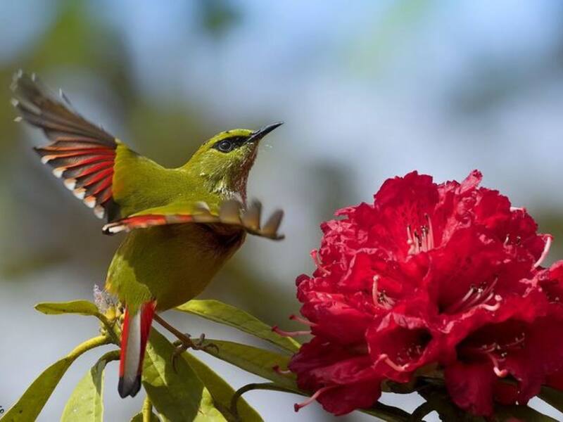 6 Unexpected Birdwatching Destinations In Shimla You Must Visit