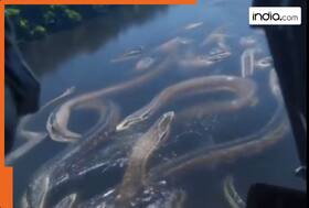 Anaconda Latest News, Videos and Photos on Anaconda News