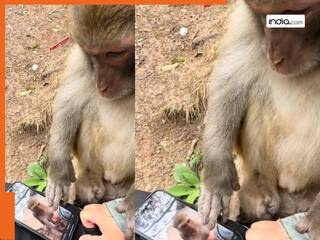 शख्स के साथ बैठ रील देख रहा था बंदर, फिर हुआ कुछ ऐसा जिसे देख हंस-हंसकर लोटपोट हो गए लोग, देखें Viral Video