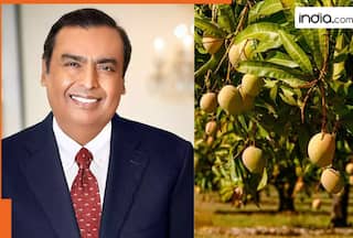 How Mukesh Ambani changed over 600 acres of barren lands to become largest exporter of Mangoes in the world
