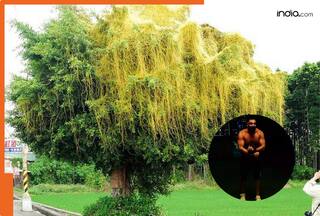 बड़ा फायदेमंद होता है अमरबेल का पौधा! शरीर के इन 5 रोगों को करता है जड़ से गायब