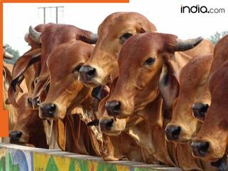 गाय के गोबर को बनाइए अपनी कमाई का जरिया, इस बिजनेस से हर महीने होगा मोटा मुनाफा