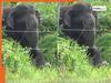 Hathi Ka Video: हाथी के इस चतुराई के आगे तो इंसान का दिमाग भी खा जाएगा गच्चा, रास्ता बनाने के लिए गजराज ने किया कुछ ऐसा जिसे देख दंग रह गए लोग