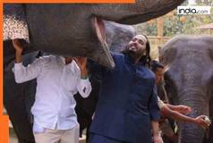 7 Myths about Vantara the SIT BUSTED after SC's clean chit to Anant Ambani's wildlife rescue centre