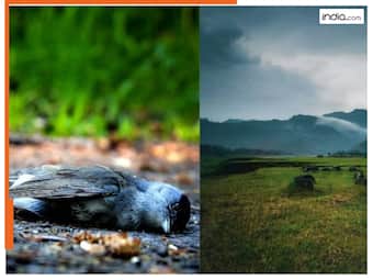 india.com top news