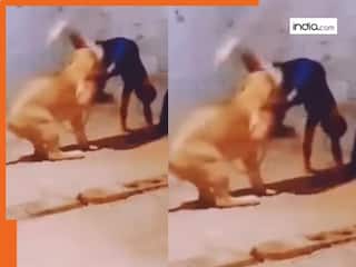 Lion Attack Video: शेर के सामने करतब दिखाना शख्स को पड़ा महंगा..गुस्से में कर दिया जोरदार हमला, फिर आगे जो हुआ देख थरथर कांपने लगे लोग