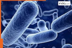Dangerous antibiotic-resistant bacteria discovered in Red Sea, Mediterranean