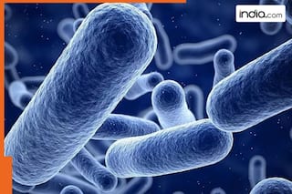 Dangerous antibiotic-resistant bacteria discovered in Red Sea, Mediterranean