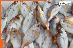 Is fish vegetarian or non-vegetarian? The answer will leave you in shock
