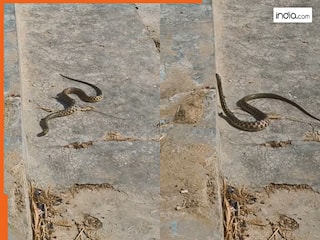 Sanp Ka Video: सांप दिखा तो लड़कों ने मोबाइल पर बजा दिया नागिन धुन, फिर जो हुआ यकीन नहीं होगा | वीडियो