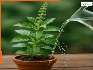 Tulsi Vastu Tips: तुलसी का पत्ता ही नहीं, बल्कि तुलसी का पानी भी दूर कर सकता है आर्थिक तंगी, अपनाएं ये उपाय