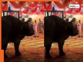 Animal Viral Video: शादी में घुस आया ये बिन बुलाया अनोखा मेहमान, जिसे देख इधर उधर भगाने लगे लोग मच गई अफरातफरी | देखें वीडियो